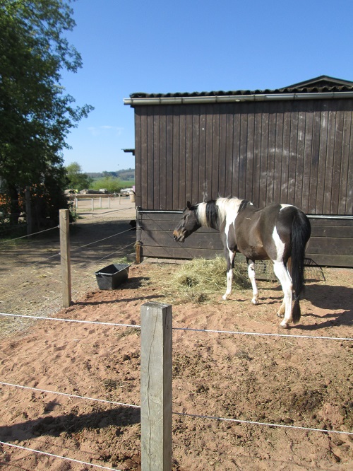 Bild "Willkommen:IMG_vanypaddock_500.jpg"